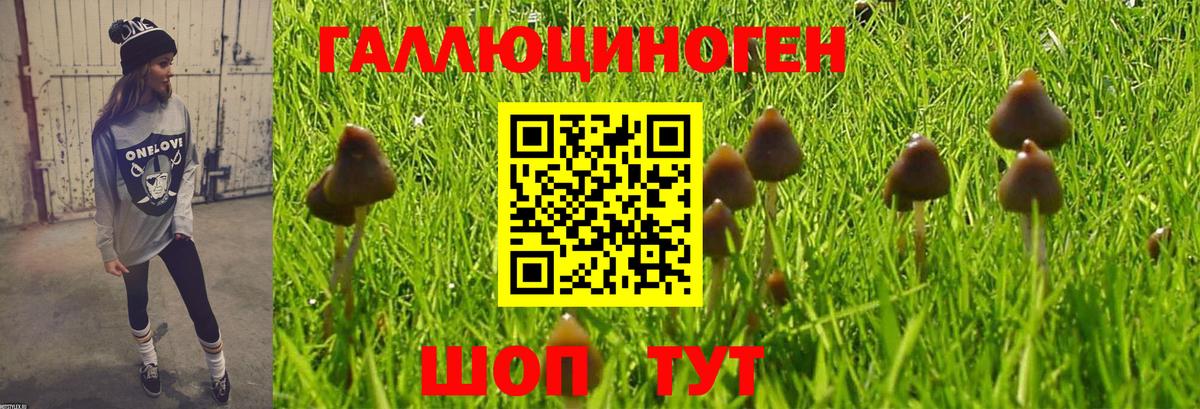Псилоцибиновые грибы Psilocybe Дивногорск